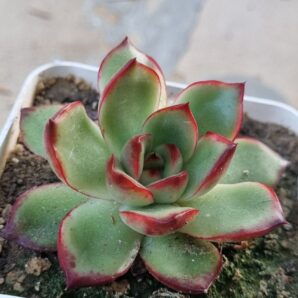 Echeveria Fire Pillar