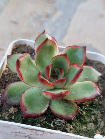 Echeveria Fire Pillar