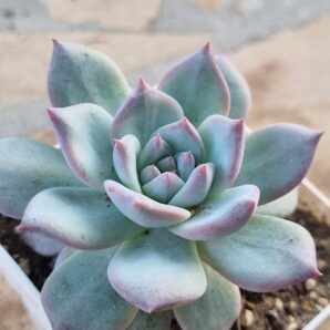 Echeveria Blue Bird