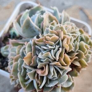 Echeveria Nichi cristata