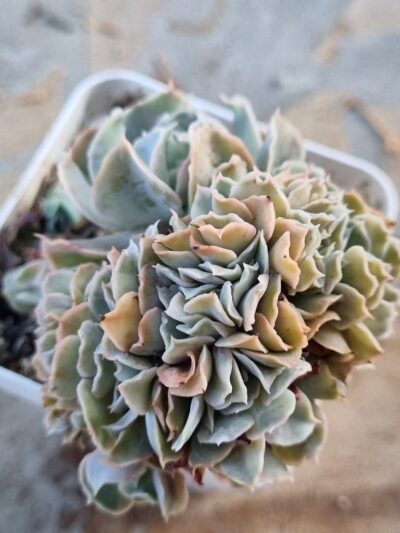 Echeveria Nichi cristata