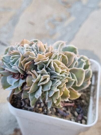 Echeveria Nichi cristata - Зображення 2