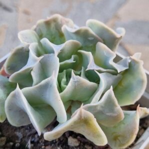 Echeveria Nichi