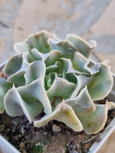 Echeveria Nichi