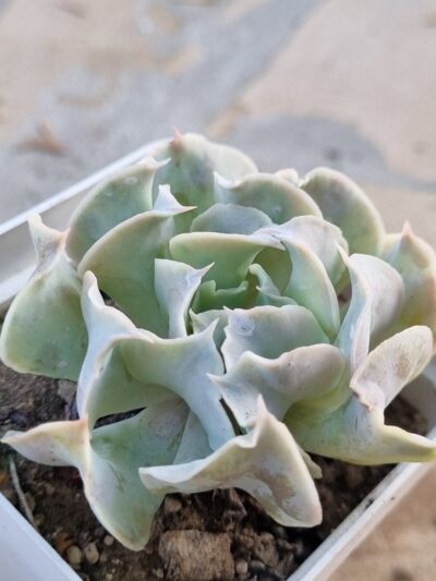 Echeveria Nichi - Зображення 2