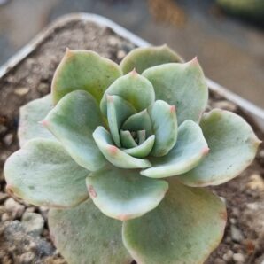 Echeveria Silver Queen