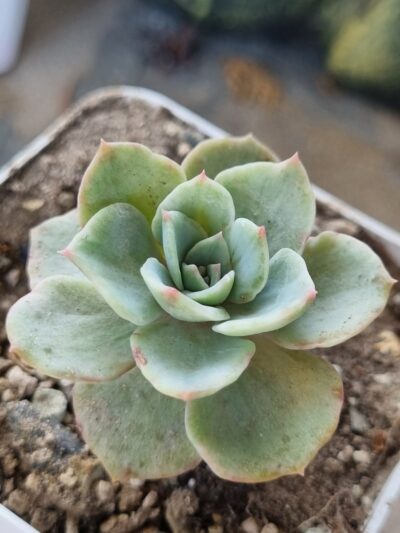 Echeveria Silver Queen