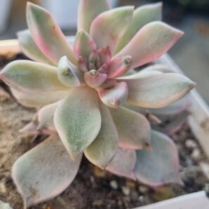 Echeveria Blood Moon variegated