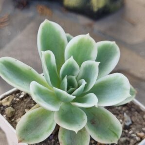 Echeveria Lemon rose var