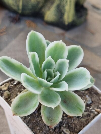 Echeveria Lemon rose var