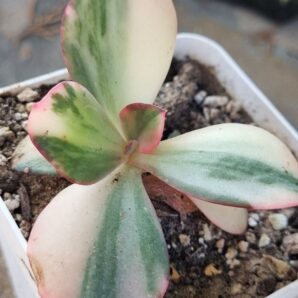 Echeveria Julia var