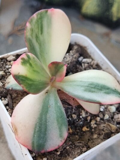 Echeveria Julia var