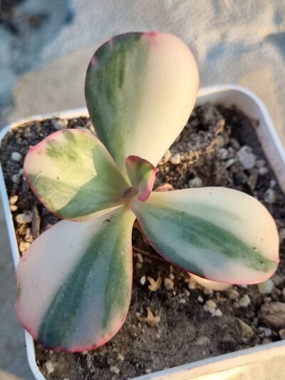 Echeveria Julia var - Зображення 2