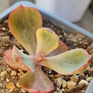 Echeveria Sanset Peony var
