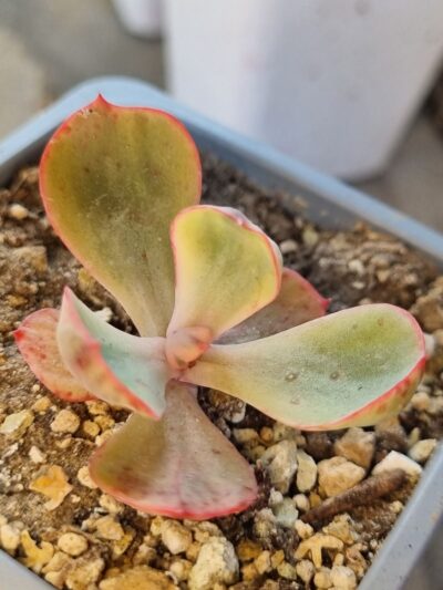 Echeveria Sanset Peony var