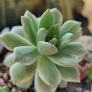 Echeveria Markus var
