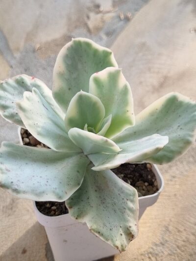 Echeveria Japan Moon River var - Зображення 2
