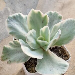 Echeveria Japan Moon River var