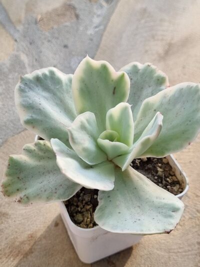 Echeveria Japan Moon River var