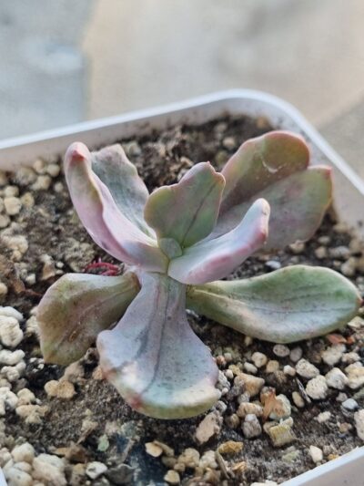 Echeveria Jocelyn's Joy - Зображення 2