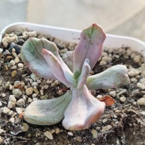 Echeveria Jocelyn's Joy