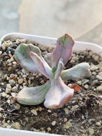 Echeveria Jocelyn's Joy