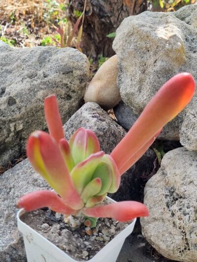 Kalanchoe Oricula - Зображення 2
