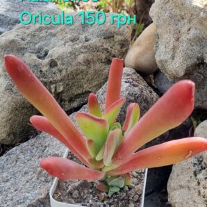 Kalanchoe Oricula