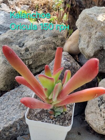 Kalanchoe Oricula