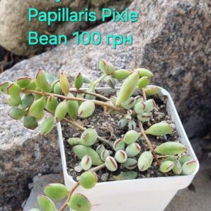 Cotyledon Papillaris Pixie Bean