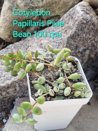 Cotyledon Papillaris Pixie Bean