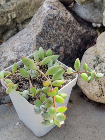 Cotyledon Papillaris Pixie Bean - Зображення 2