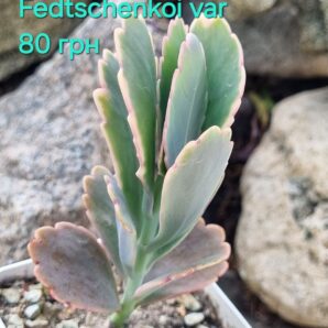 Kalanchoe Fedtschenkoi var