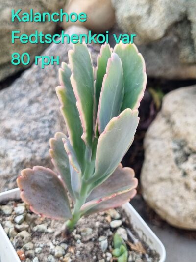 Kalanchoe Fedtschenkoi var