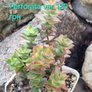 Crassula Perforata var