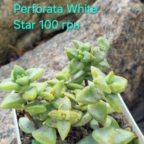Crassula Perforata White Star