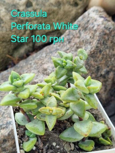 Crassula Perforata White Star
