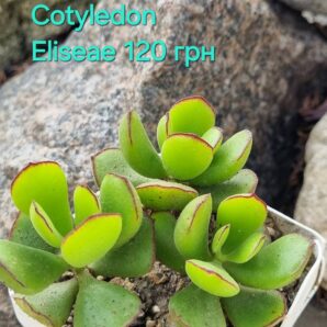 Cotyledon Eliseae