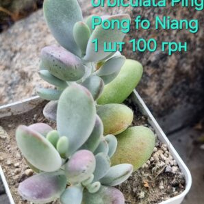 Cotyledon orbiculata Ping Pong Fo Niang 1 шт