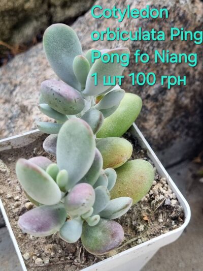 Cotyledon orbiculata Ping Pong Fo Niang 1 шт