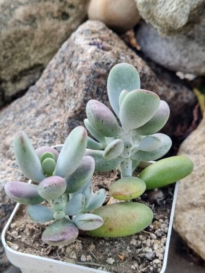 Cotyledon orbiculata Ping Pong Fo Niang 1 шт - Зображення 2