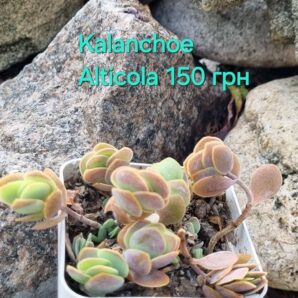 Kalanchoe Alticola