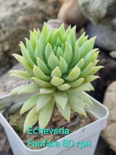Echeveria Fanfara - Зображення 2