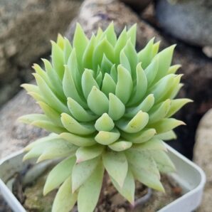Echeveria Fanfara