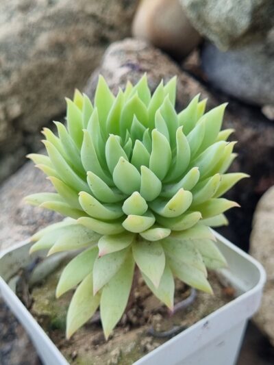 Echeveria Fanfara
