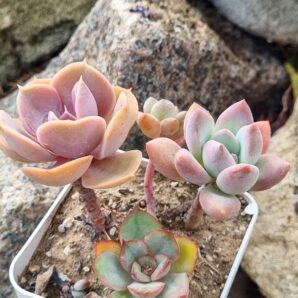 Набір сукулентів (Echeveria)