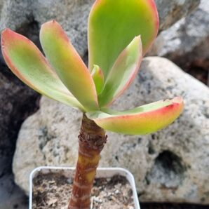 Echeveria Gibbiflora Mexico DF