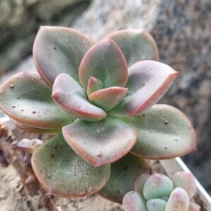 Echeveria Chroma