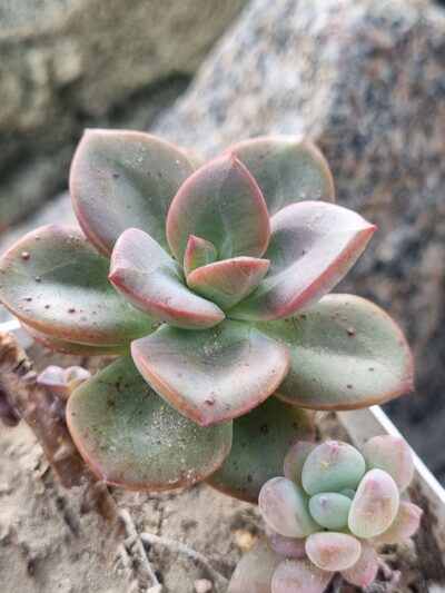 Echeveria Chroma