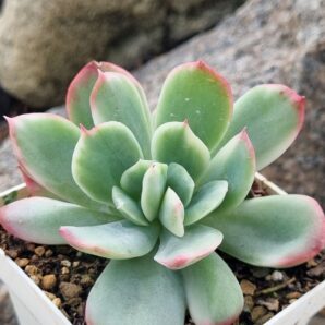 Echeveria Luella var